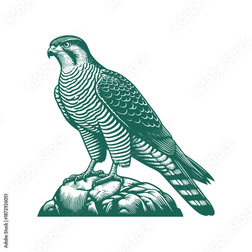 Majestic bird of prey standing on rocky outcrop