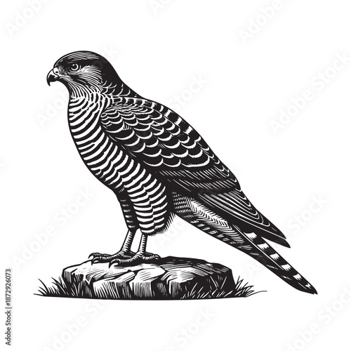 Majestic bird of prey standing on rocky outcrop