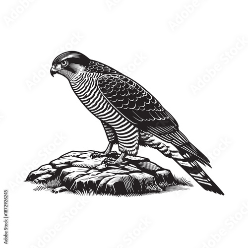 Majestic bird of prey standing on rocky outcrop