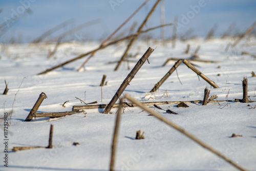 Sunflower dried stalks covered with snow.