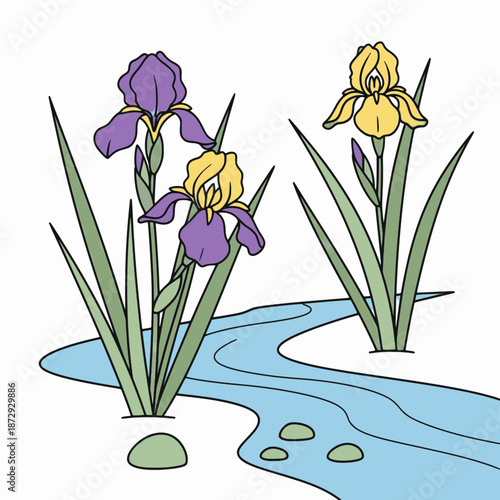 Purple and yellow irises near rocky stream