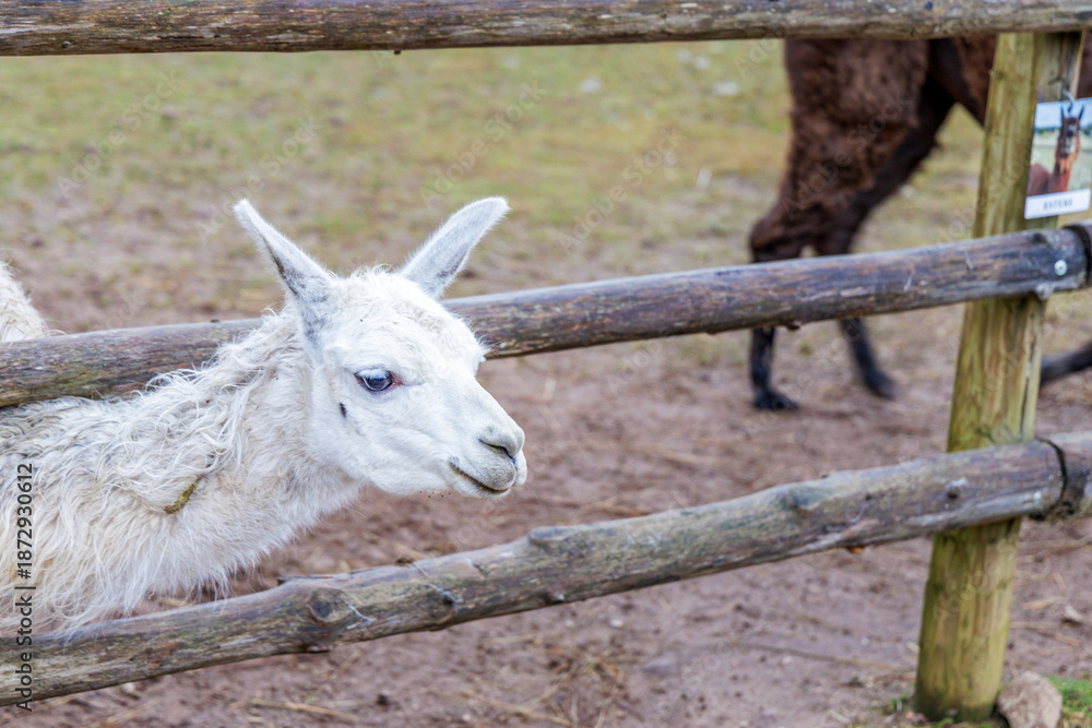 Fototapeta premium White Llama Portrait Behind Wooden Fence