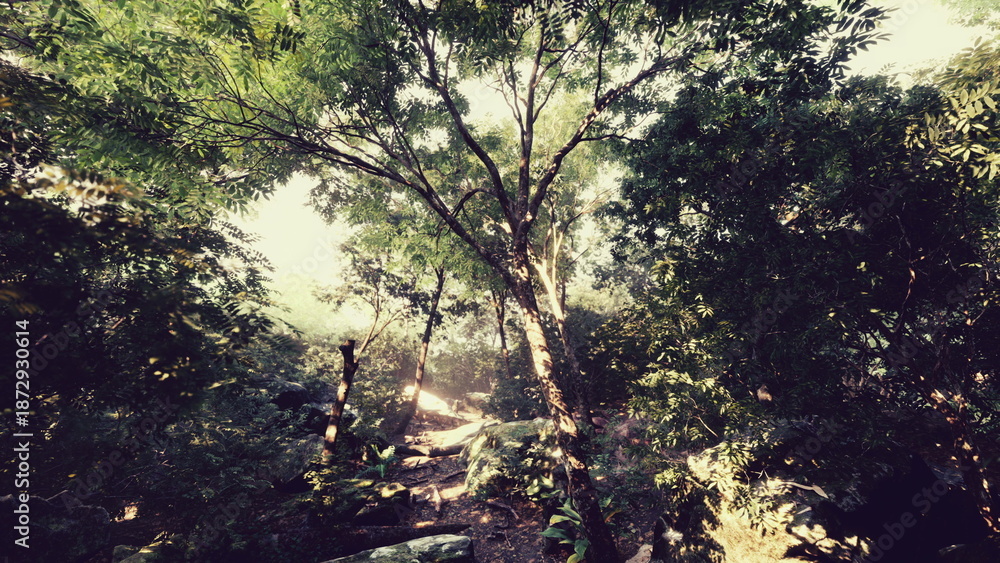 Fototapeta premium Morning light streams through a dense canopy of green trees in a tranquil forest. This serene scene captures the essence of nature and its beauty, inviting calmness and reflection.