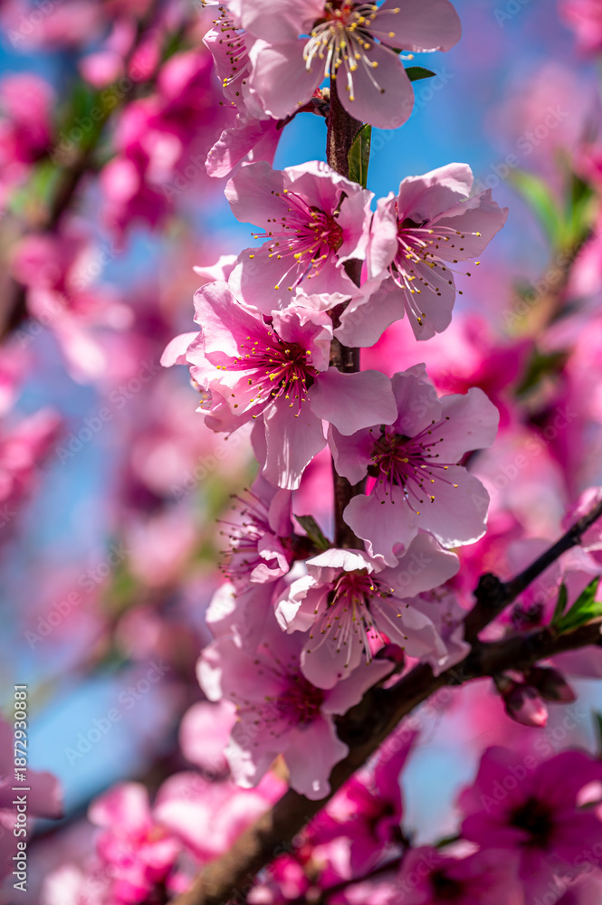 Obraz premium Closeup trees blooming in the spring season (pink flowers)