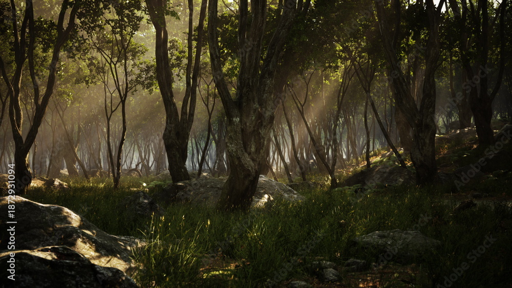 Fototapeta premium Soft sunlight streams through the lush foliage of a tranquil forest. Tall trees create a peaceful atmosphere as gentle rays illuminate patches of grass and rocks, inviting a sense of calm.
