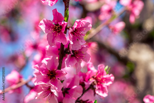 Trees blooming in the spring season (pink flowers)