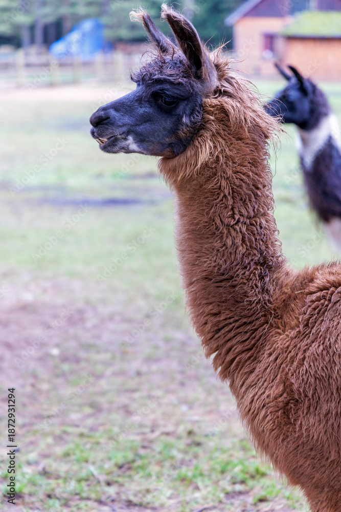 Fototapeta premium Portrait of a Brown Llama on a Farm