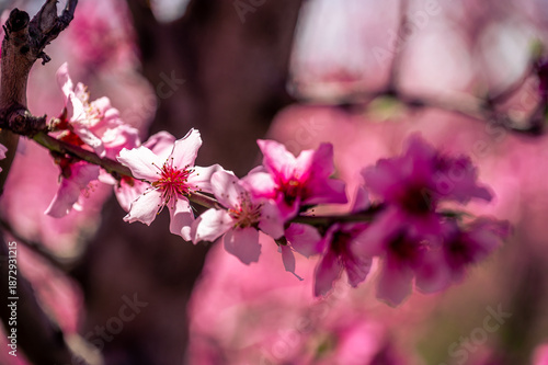 Pink cherry blossom