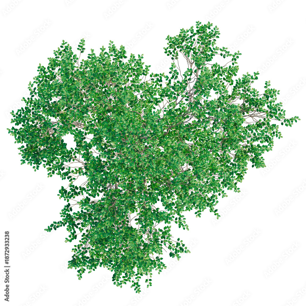 Fototapeta premium Oleria paniculata tree plan, top view, cutout, transparent background, isolate, architecture visualization, Lush Green Tree Canopy - Aerial View for Landscape Design & Environmental Scenarios