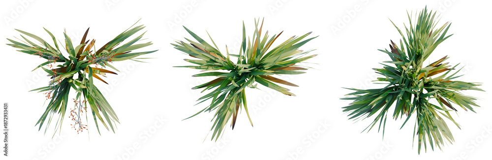 Fototapeta premium Phormium tenax tree plan, top view, cutout, transparent background, isolate, architecture visualization, Tropical Palm Leaves and Floral Arrangement for Design Elements, PNG Cutout