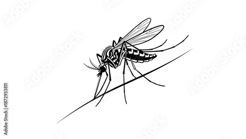 Detailed black and white line art illustration of a mosquito, showing its anatomy as it rests on a surface, ready to bite.