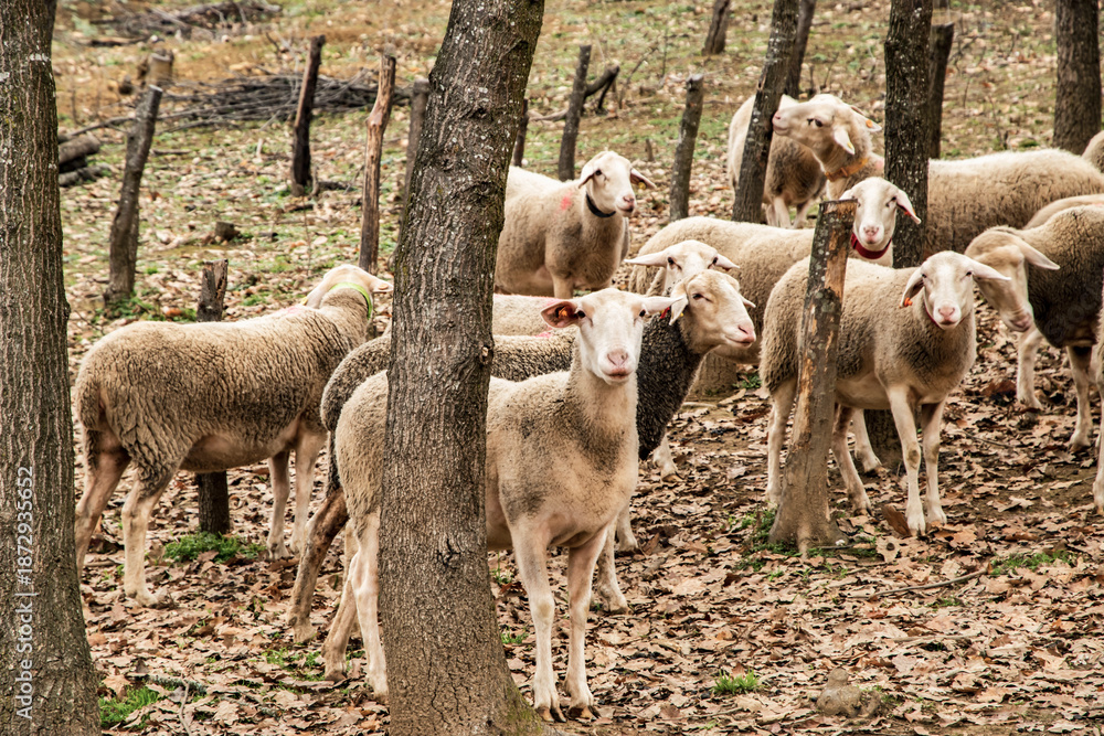 Naklejka premium Flock of Lacaune sheep grazing in wooded mountain pasture during late autumn, showcasing traditional rural livestock farming