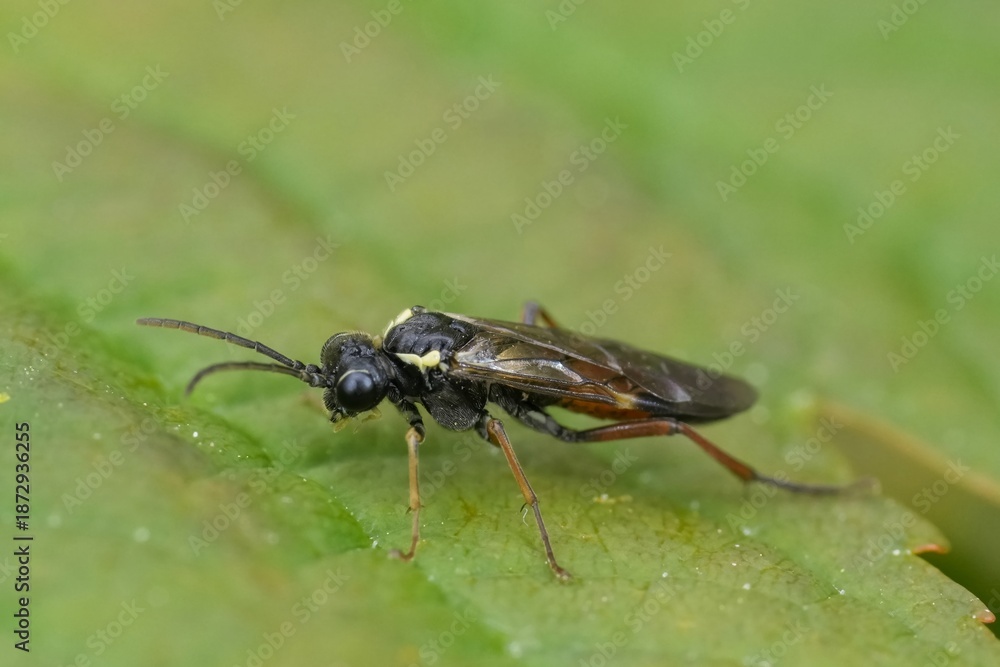 Fototapeta premium Closeup on a Common colorful European sawfly, Aglaostigma aucupariae on a green leaf in the garden