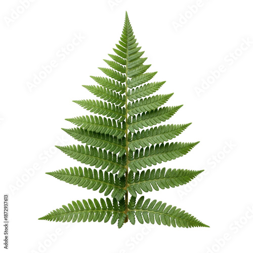 Wallpaper Mural Green Fern Leaf Isolated Black Background Torontodigital.ca