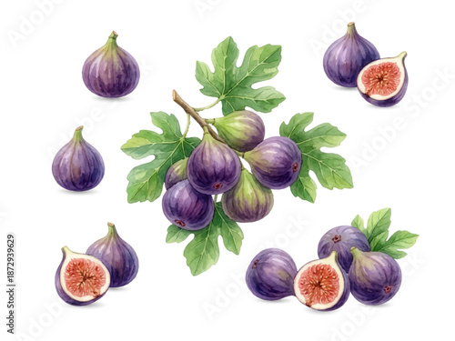 Fig Botanical Illustration Set – Fig Branch with Leaves, Watercolor Style