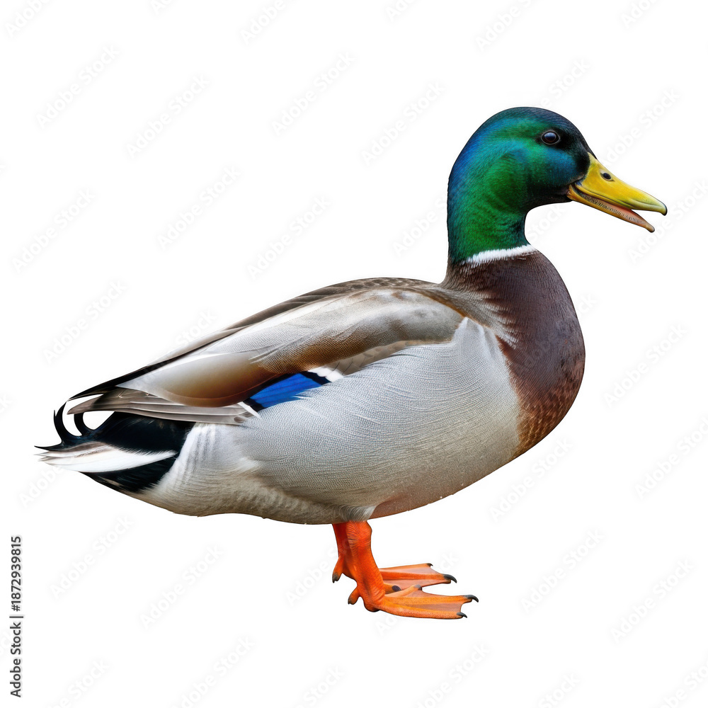 Obraz premium A male mallard duck standing isolated on transparent background with vibrant feathers