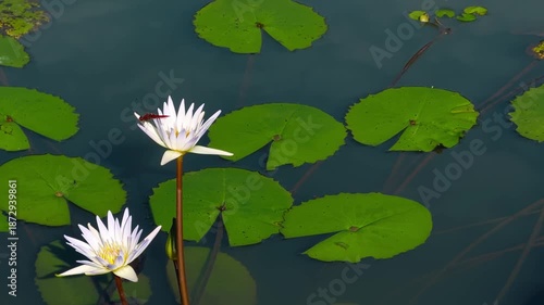 Dragonfly on white petals of water lily