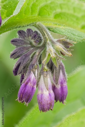 Close-up of purple buds and green leaves of a comfrey plant, perfect for illustrating herbal medicine facts