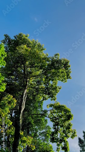 Forest trees and sky during the breeze