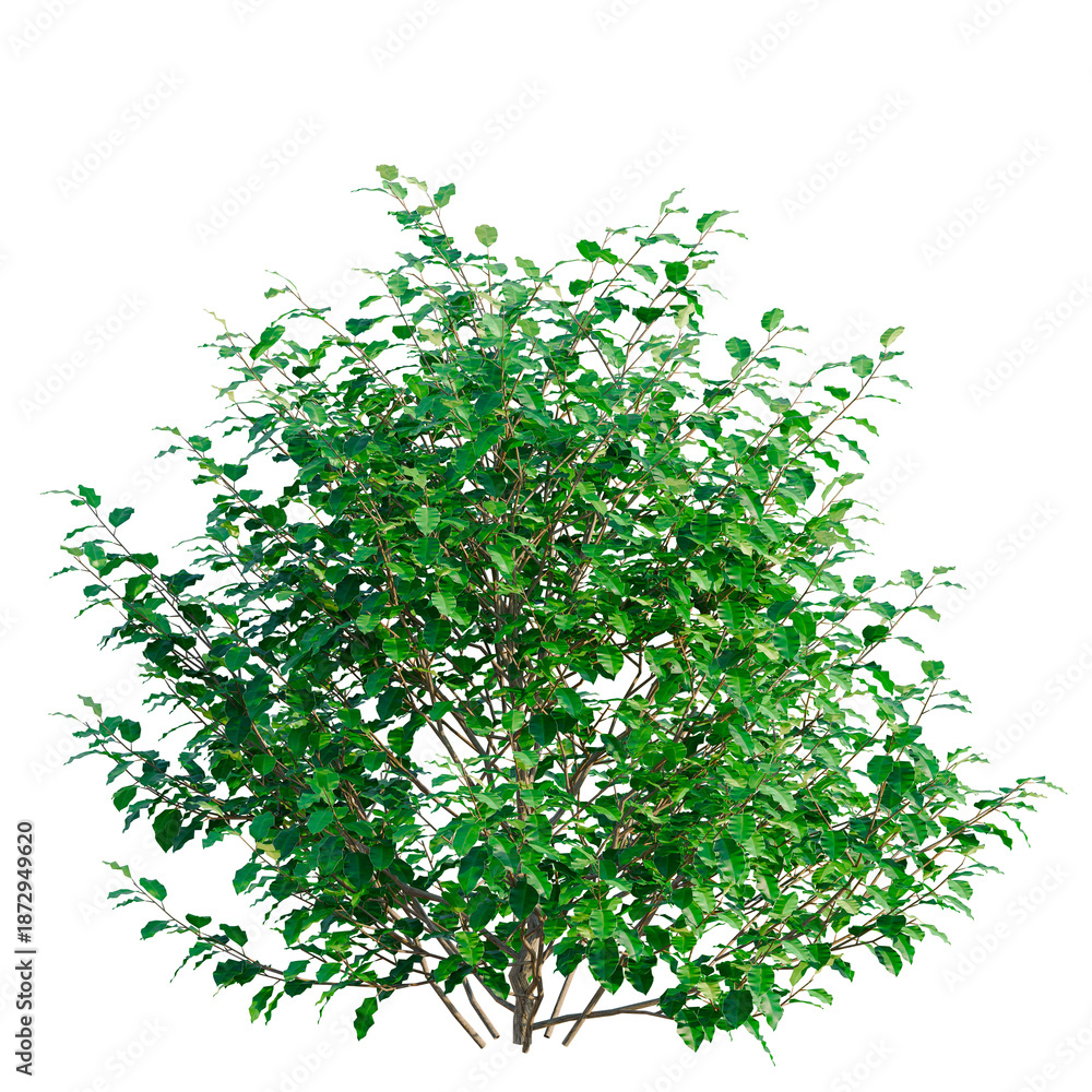 Obraz premium Oleria paniculata tree, front view, cutout, transparent background, isolate, architecture visualization, Lush Green Bush with Detailed Leaves - Perfect for Backgrounds and Compositions