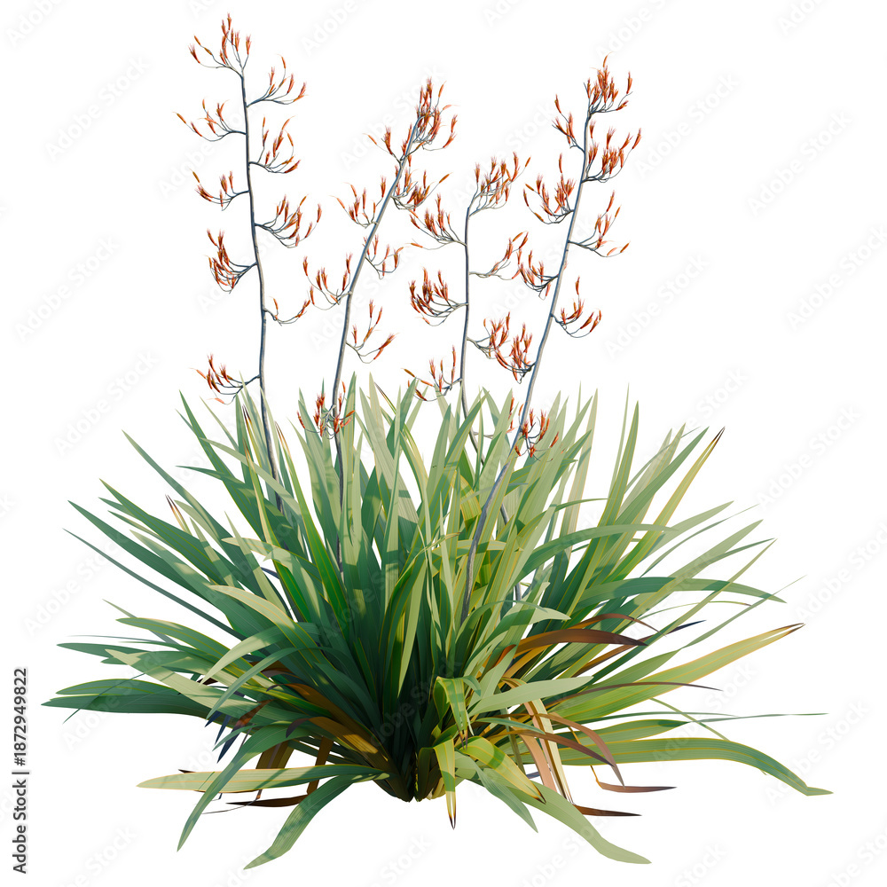 Fototapeta premium Phormium tenax tree, front view, cutout, transparent background, isolate, architecture visualization, Vibrant Green Grass Bush with Delicate Brown Flower Stems on Clear Background