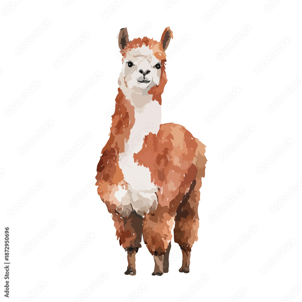 Obraz premium Cute Watercolor Alpaca Illustration Standing Isolated on White.