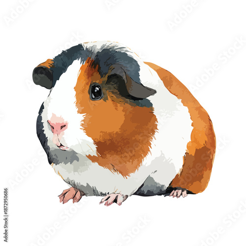 Cute TriColor Guinea Pig Vector Illustration.