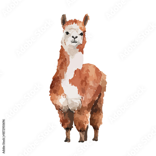 Cute Watercolor Alpaca Illustration Standing Isolated on White.