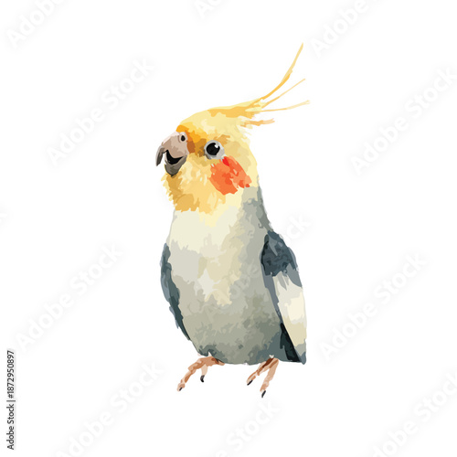 Cute Watercolor Cockatiel Bird Illustration on White.