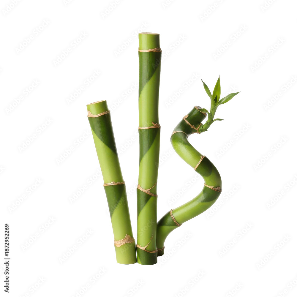 Fototapeta premium Lucky Bamboo Stalks Black Background