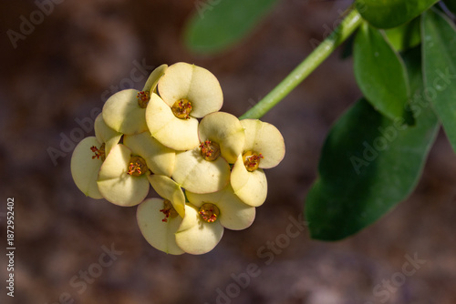 Gelbe Blüten