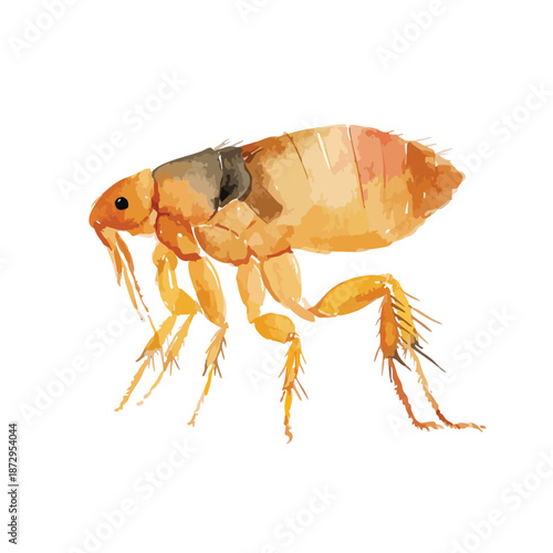 Detailed Flea Insect Illustration Animal Parasite Pest Vector Art.
