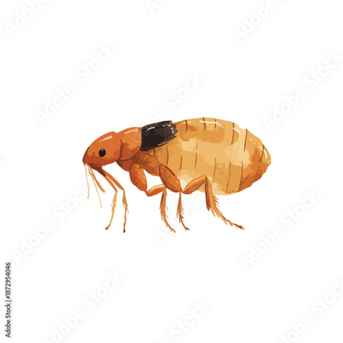 Detailed Flea Insect Illustration Common Pet Pest Vector Art.