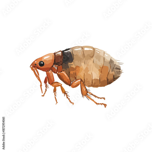 Detailed Flea Insect Illustration for Pest Control and Pet Health 1.
