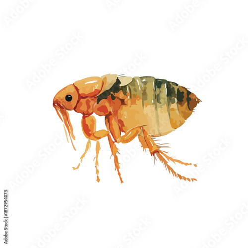 Detailed Flea Insect Vector Illustration for Pest Control.