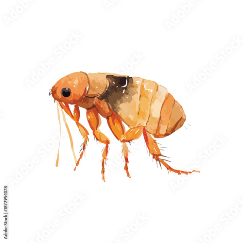 Detailed Flea Insect Watercolor Illustration for Pest Control.