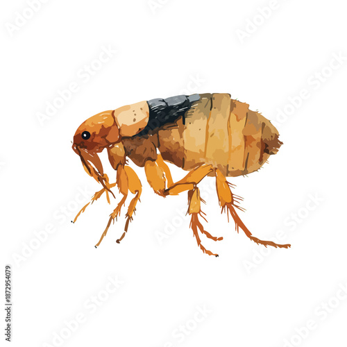 Detailed Flea Insect Vector Illustration for Pest Control 2.
