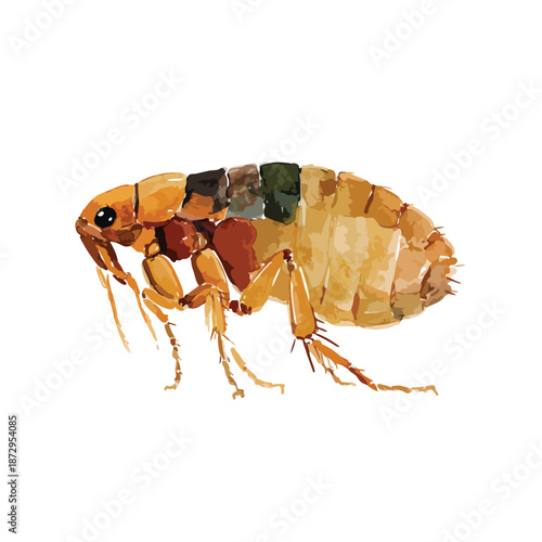 Detailed Flea Insect Vector Illustration for Pest Control 3.