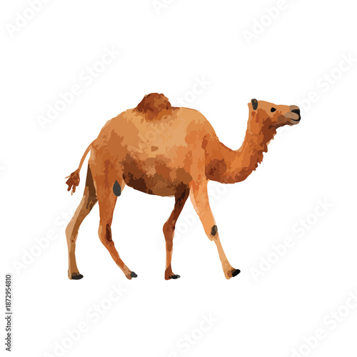 Dromedary Camel Walking Vector Illustration.