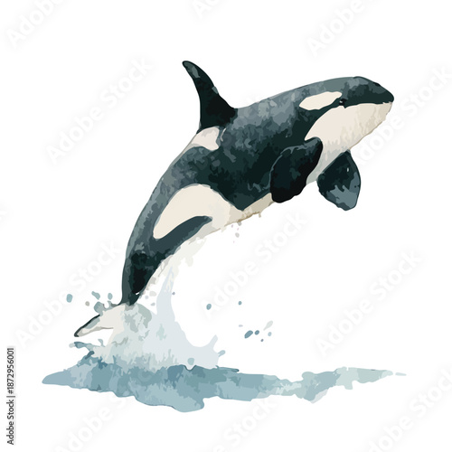 Dynamic Watercolor Orca Jumping Out of Water Illustration.