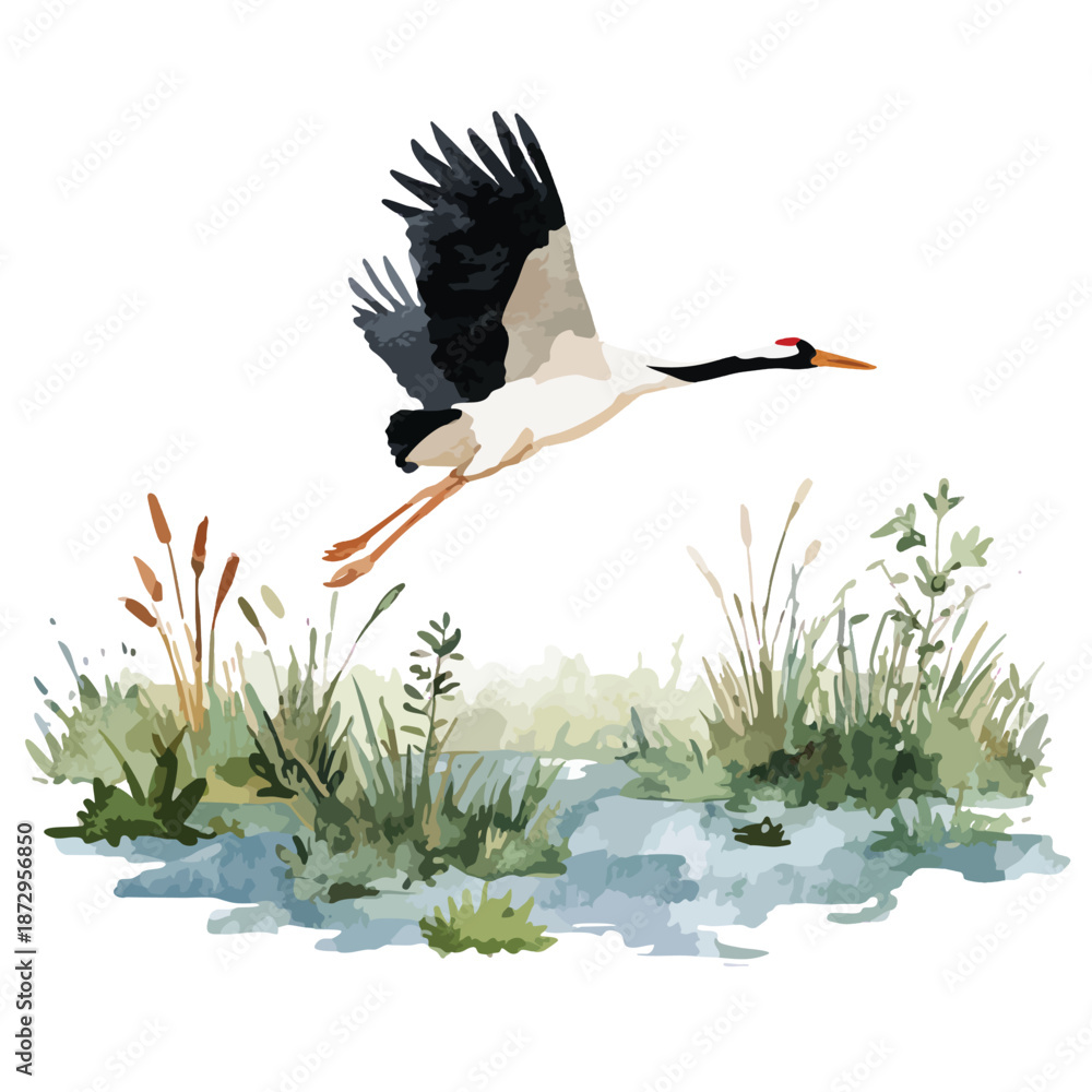 Fototapeta premium Elegant Crane Flying Watercolor Illustration in Wetland.