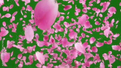 3D animation pink sakura petals exploding outward against a green screen background for valentine's day, spring-themed reveals or romantic transitions.