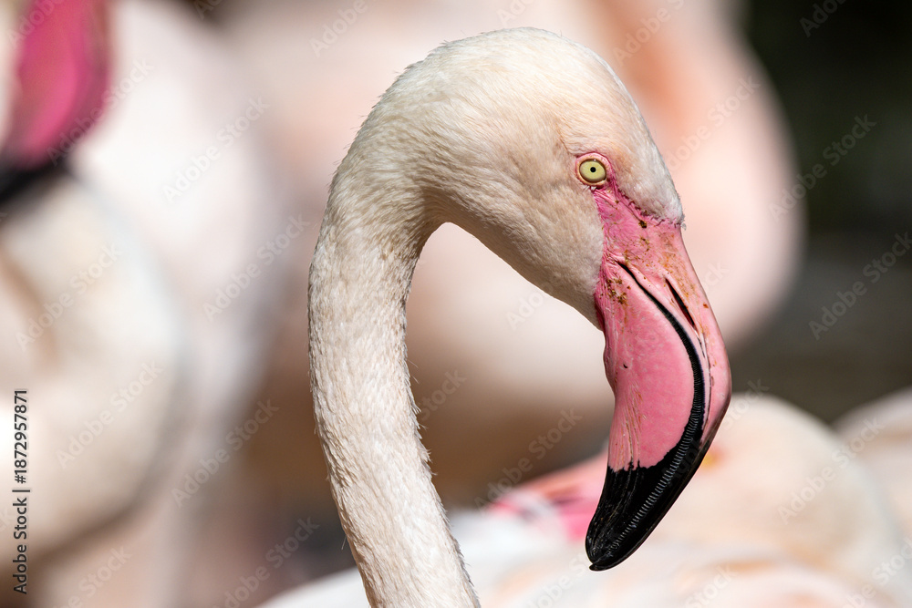 Fototapeta premium Flamingo 4