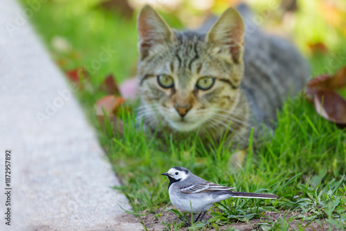 Canvas Print little wagtail bird perching in front of cat in green lawn