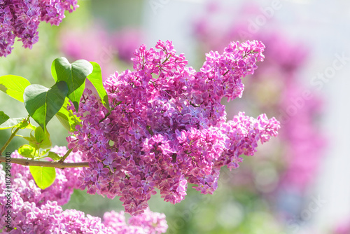 blooming lilac flowers in a garden. Spring background © Nitr