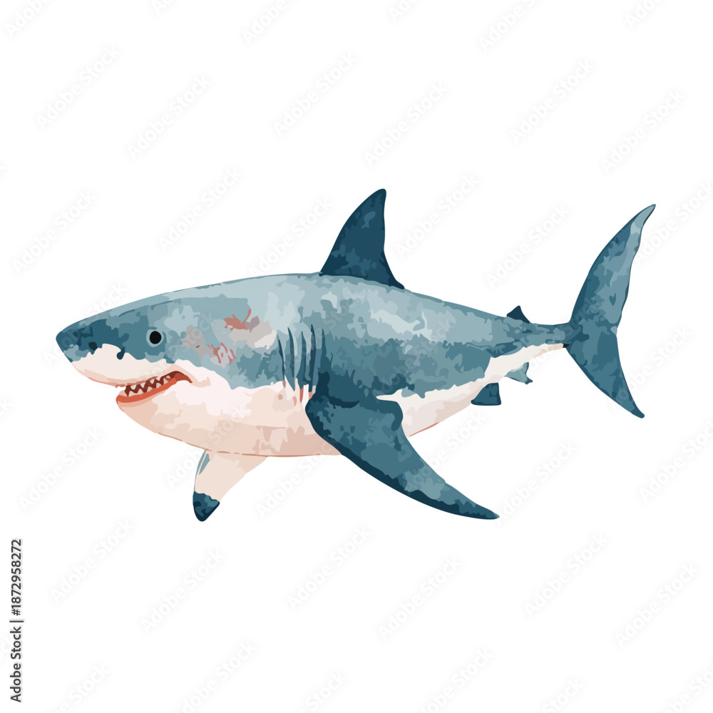 Fototapeta premium Fierce Great White Shark Vector Illustration.