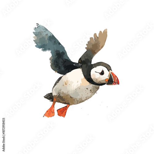 Flying Puffin Watercolor Illustration Atlantic Seabird in Flight.