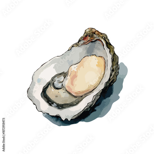 Fresh Open Oyster Seafood Delicacy Illustration.