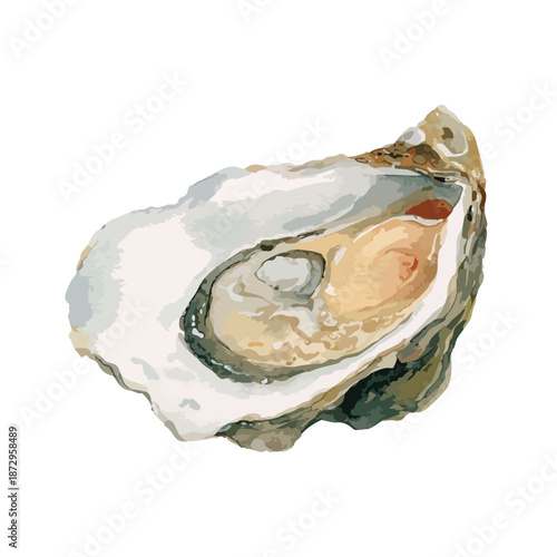 Fresh Oyster Seafood Food Delicacy Vector Illustration.