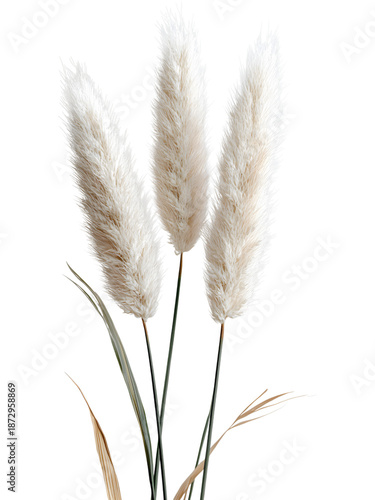 Soft dried wheat grass isolated on transparent background. Natural plant element perfect for rustic designs, agriculture themes, and botanical decoration.